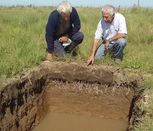 Estrategias para recuperar la producción en suelos salinos - Image 3