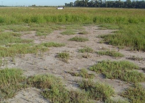 Estrategias para recuperar la producción en suelos salinos - Image 2