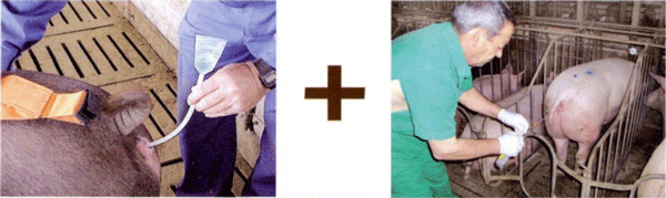 Foto 4: Infusión de 30cc de Predil® MR-A® y Foto 5: Inseminación