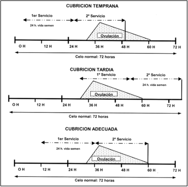 cubricion temprana