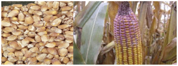 Grano contaminado con Fusarium, se detecto toxina T-2. Maíz a campo contaminado con Fusarium. (Imagen del maíz tomada de Pioner)