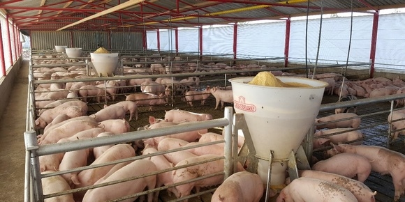 Puntos claves de la alimentación que afectan la rentabilidad en el Engorde - Image 1