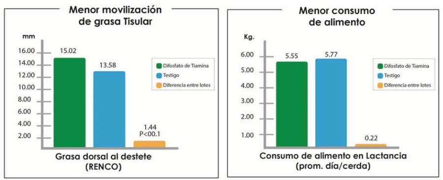 Trastornos metabólicos en las cerdas gestante y lactante. Su repercusión el Síndrome de la Cerda Delgada. Explicación de los eventos. - Image 5
