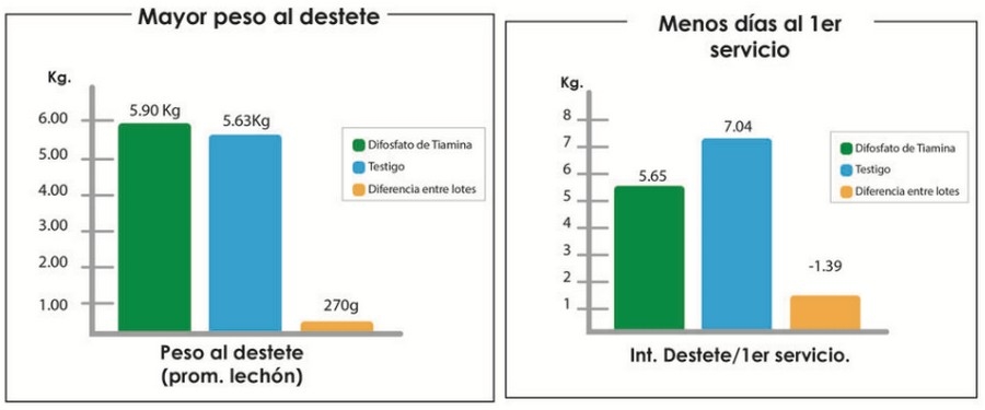 Trastornos metabólicos en las cerdas gestante y lactante. Su repercusión el Síndrome de la Cerda Delgada. Explicación de los eventos. - Image 7