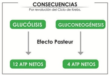 Trastornos metabólicos en las cerdas gestante y lactante. Su repercusión el Síndrome de la Cerda Delgada. Explicación de los eventos. - Image 4
