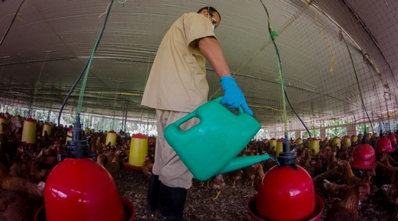 Agua y alimentación en el galpón de postura - Image 1