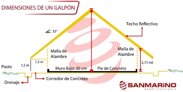 Desinfección y dimensiones de un galpón para pollitas - Image 2