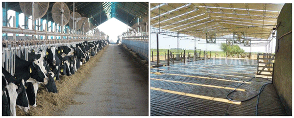 Foto 1: Área de descanso y comida y Foto 2: Corral de espera (previo al ordeño)