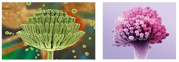 10 características de las micotoxinas que se pasan por alto fácilmente - Image 1