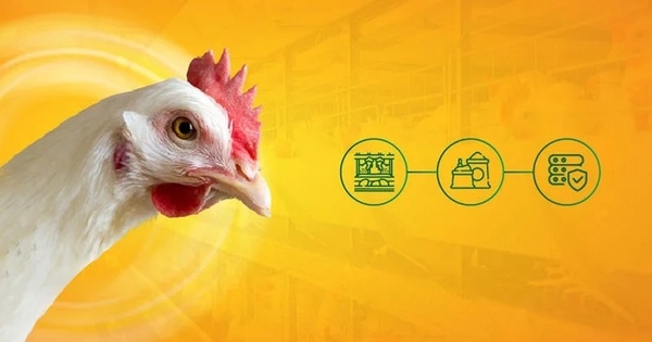 Verano: período crítico para la producción de huevos en Brasil - Image 1