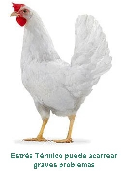 Verano: período crítico para la producción de huevos en Brasil - Image 2
