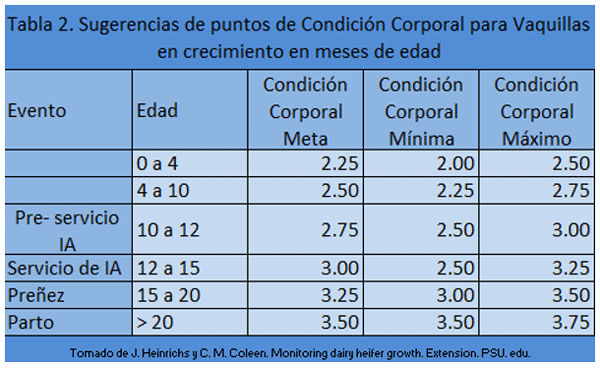 ¿Qué sigue después de los 6 meses de edad de la becerra lechera rumbo al cumplimiento de su primer parto entre los 22 y 24 meses de edad? - Image 5