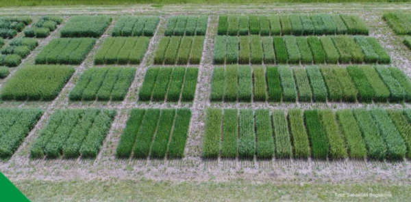 PLANIFICACIÓN Y SIEMBRA: las opciones para el otoño y el caso particular de la avena