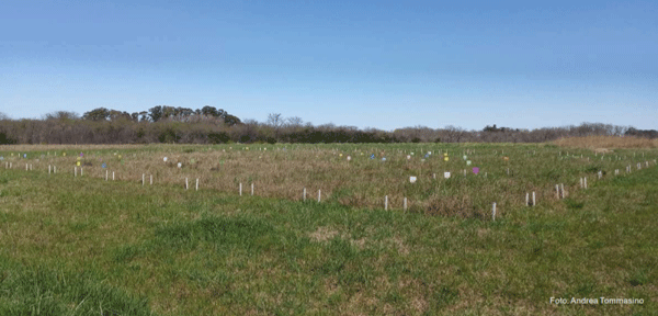 Figura 1 - Parcelas de campo natural en el nuevo ensayo de largo plazo de INIA La Estanzuela.