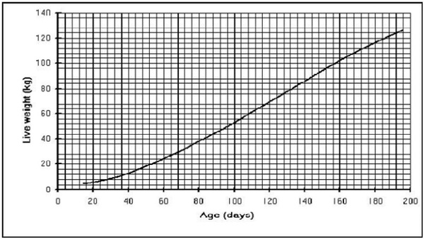 SALUD, MANEJO Y BIOSEGURIDAD INDISPENSABLES EN EL NEGOCIO PORCICOLA - Image 4