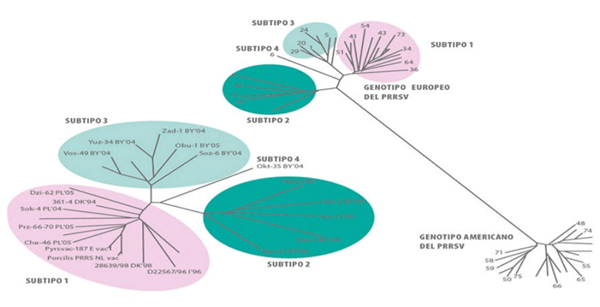 Figura 2: Árbol filogenético del PRRSV. Fuente: Stadejek et al., (2006).