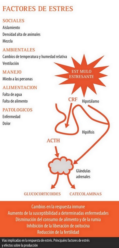 ESTRÉS EN ANIMALES DE GRANJA - Image 1