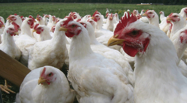 Imagen: index.php/id_um/126130-criadores-de-pollos-advierten-sobre-la-profunda-crisis-del-sector
