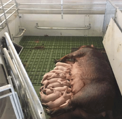 Cerda lactante con sus lechones en un sistema de confinamiento temporal.