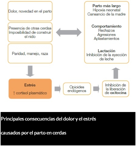 DOLOR CAUSADO POR EL PARTO EN LA CERDA - Image 1