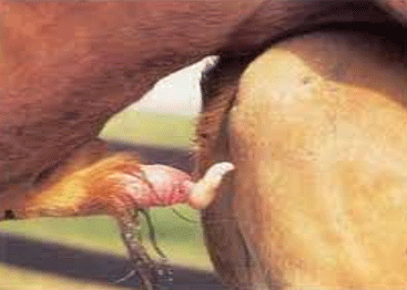 Pene en espiral