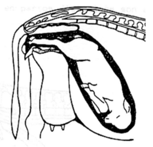 Figura con fines didácticos: presentación posterior. Se observa la suela de los miembros hacia arriba. Fuente: Rhades, L.; Rutter, B. y Schreyer, H. 2018.