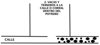 Paso 2. Se echan las vacas y terneros dentro de la calle. 