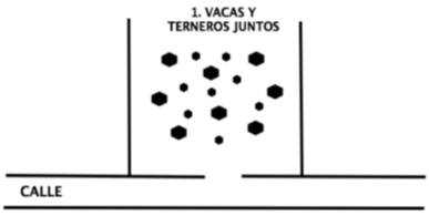 Paso 1. Las vacas y los terneros están en su potrero original y se utiliza un sitio para apartarlas. En este ejemplo se trata de una calle.