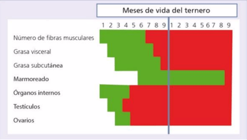 Gráfico 2. Momentos de definición de las características del vacuno. Fuente: Quiroga, E., 2016.