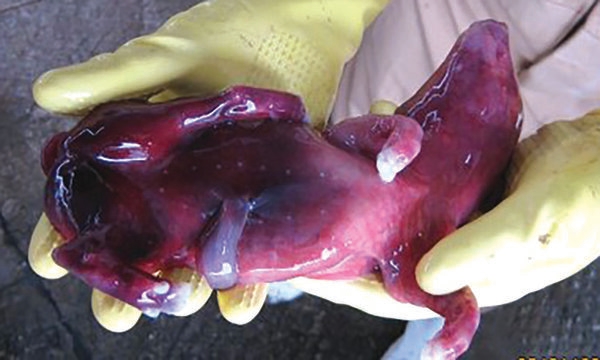 Caso de estudio: patología e histopatología como herramientas para el diagnóstico de trastornos reproductivos en cerdos relacionados con micotoxinas - Image 8