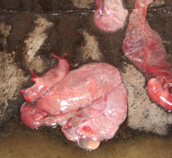 Caso de estudio: patología e histopatología como herramientas para el diagnóstico de trastornos reproductivos en cerdos relacionados con micotoxinas - Image 1