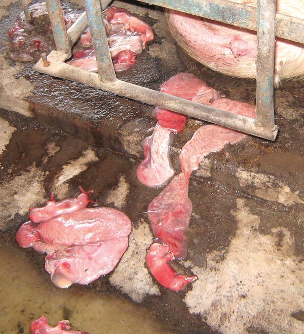 Caso de estudio: patología e histopatología como herramientas para el diagnóstico de trastornos reproductivos en cerdos relacionados con micotoxinas - Image 2