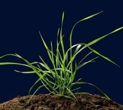 Problemática de Raigrás en cultivos de trigo - Image 1
