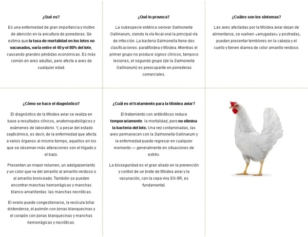 Caso de éxito: el programa de vacunación ayuda granjas a superar el reto de la Tifoidea Aviar - Image 2