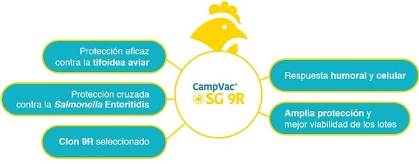 Caso de éxito: el programa de vacunación ayuda granjas a superar el reto de la Tifoidea Aviar - Image 1