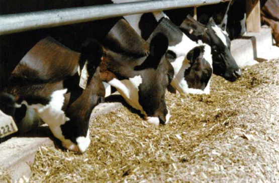 Para los rumiantes, la fibra es una parte importante del metabolismo del rumen.