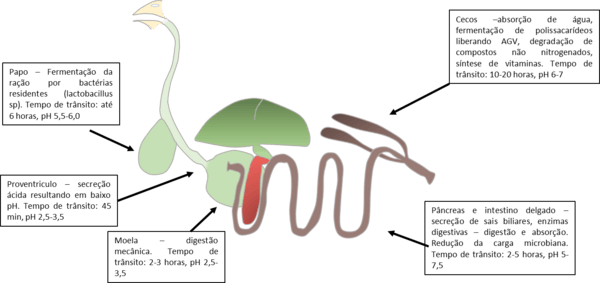 La importancia de la salud intestinal en la producción avícola - Image 1