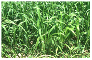 Foto 5. Sorgo forrajero.