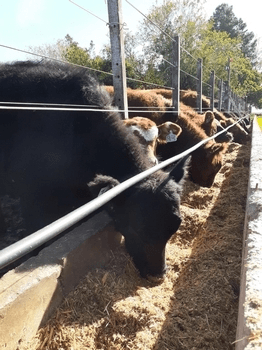 La importancia del calcio en las dietas a corral - Image 1