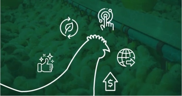 5 puntos que deben marcar la avicultura en 2022 - Image 1