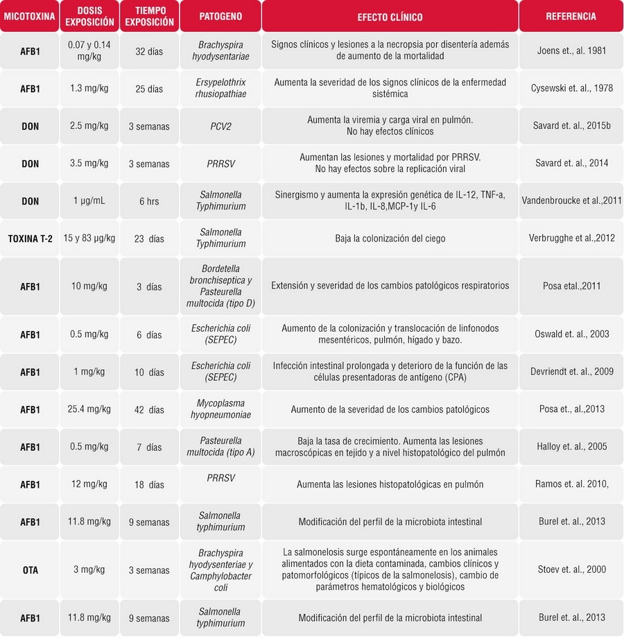 Efectos clínicos de las Micotoxinas en cerdos; un escenario complejo en la susceptibilidad de enfermedades - Image 3