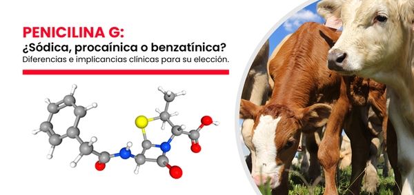Penicilina G: ¿Sódica, procaínica o benzatínica? Diferencias e implicancias clínicas para su elección - Image 1