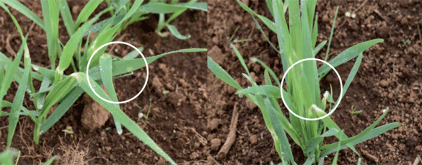 Efecto de las heladas en los primeros estados de desarrollo de la avena