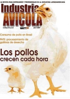 Los pollos modernos hoy en día ganan peso por minuto - Image 1