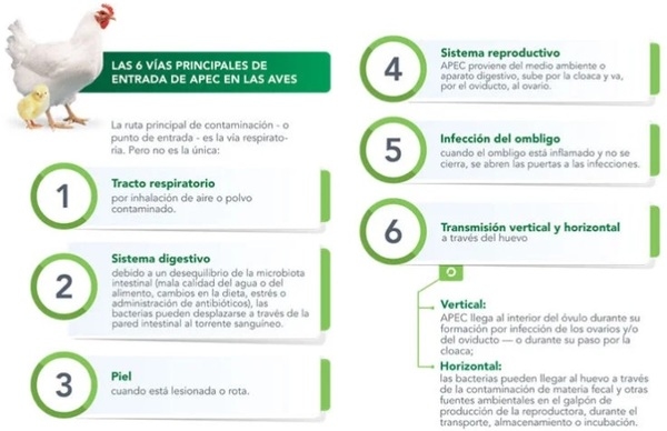 Colibacilosis: problema actual en la avicultura brasileña - Image 3