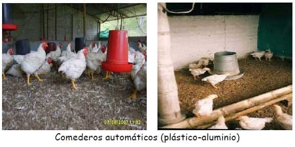 Manual práctico del pequeño productor de pollos de engorde - Image 7