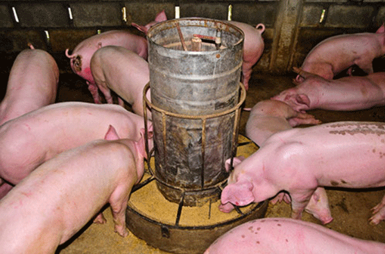 Engorde de capones con uso de suero de leche