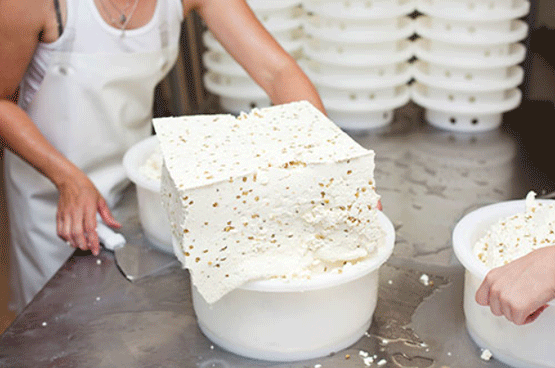 Drenando el suero de leche en la producción de queso