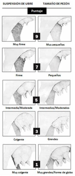 SISTEMA DE EVALUACIÓN DE UBRE