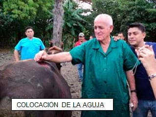 Punción de la aorta abdominal en Bovinos - Image 3